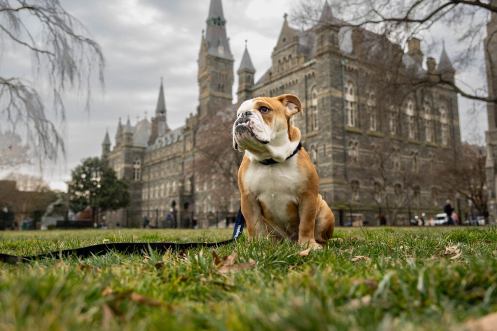 Jack the Bulldog in front of Healy Hall.